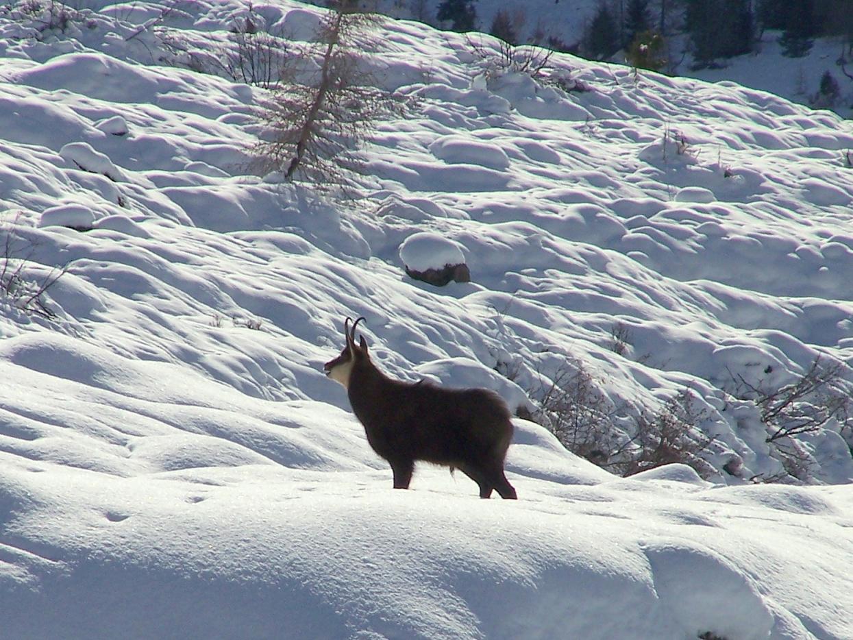Camosci nella neve (secondo ed ultimo)